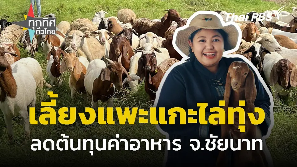 เลี้ยงแพะแกะไล่ทุ่งลดต้นทุน จ.ชัยนาท