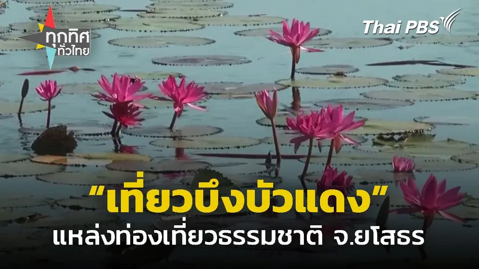 บึงบัวแดงตามธรรมชาติ ออกดอกสะพรั่ง จ.ยโสธร