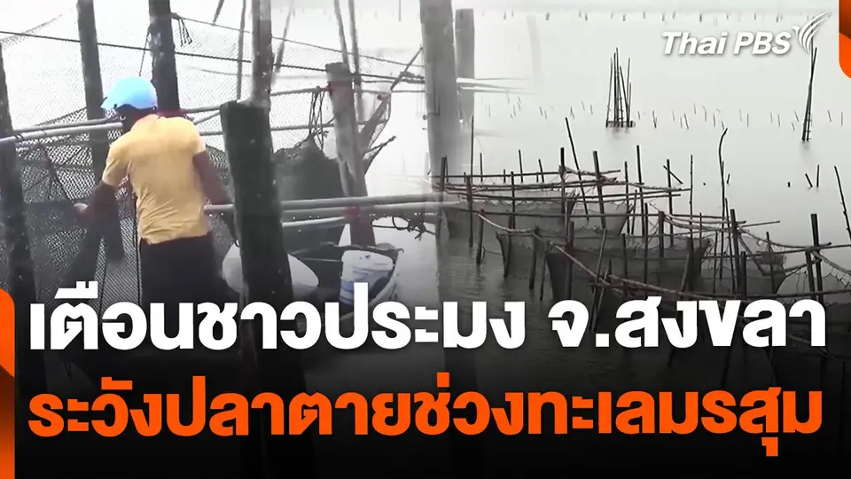 เตือนชาวประมง เฝ้าระวังปลาตายช่วงทะเลมรสุม