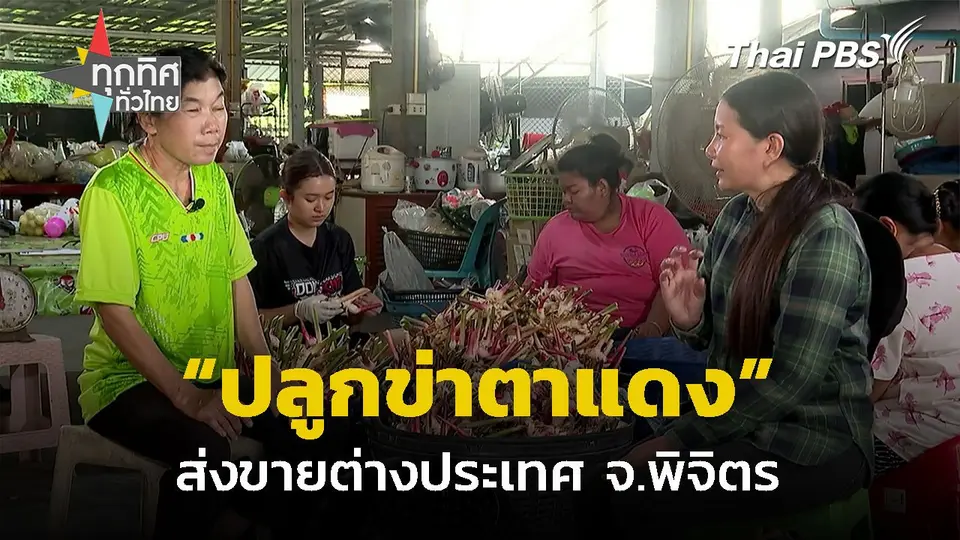 ปลูกข่าตาแดง ส่งออกต่างประเทศ จ.พิจิตร