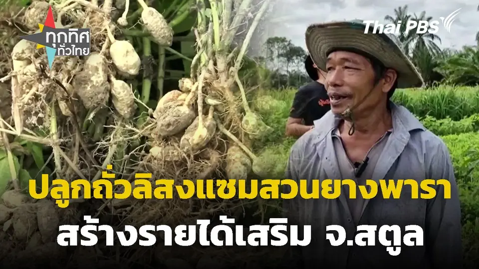 ปลูกถั่วลิสงแซมสวนยางพารา จ.สตูล