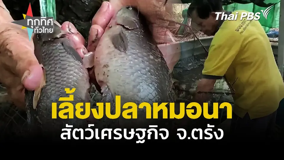 เลี้ยงปลาหมอนา ตรัง