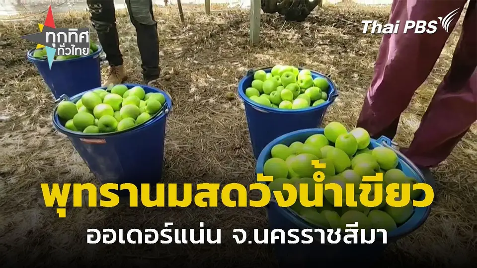 พุทรานมสดวังน้ำเขียวออเดอร์แน่น จ.นครราชสีมา