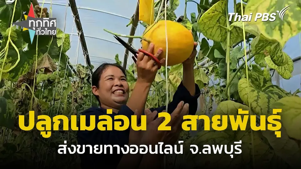 ปลูกเมล่อน 2 สายพันธุ์ในโรงเรือนเดียว จ.ลพบุรี