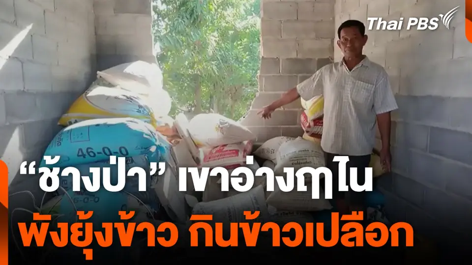 “ช้างป่า” เขาอ่างฤาไน พังยุ้งข้าว กินข้าวเปลือก