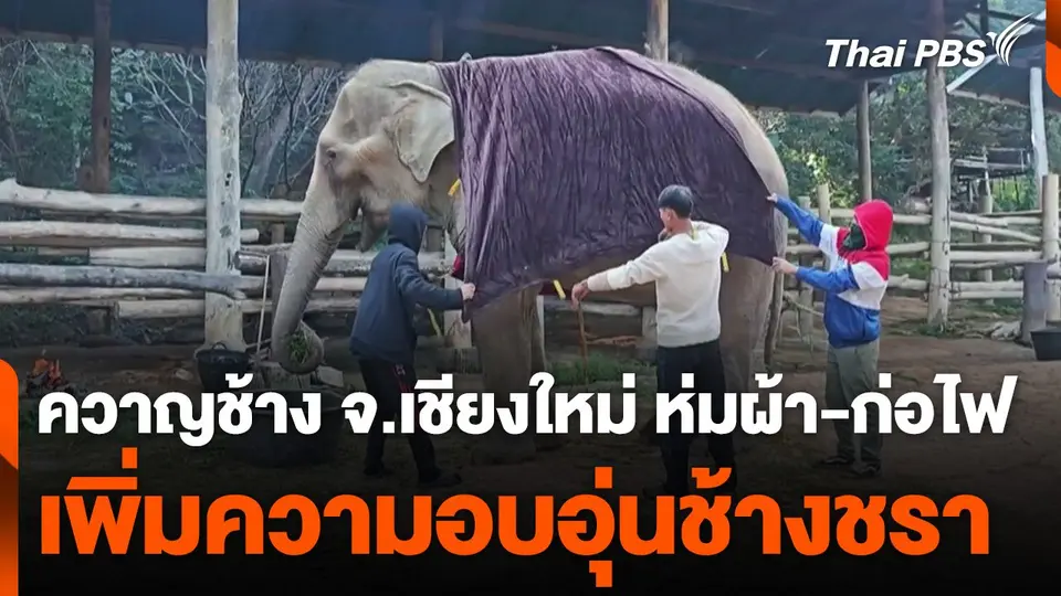 ควาญช้าง ห่มผ้า-ก่อไฟ เพิ่มความอบอุ่นช้างชราช่วงอากาศหนาว