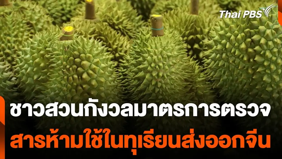 ชาวสวนกังวลมาตรการตรวจสารห้ามใช้ในทุเรียนส่งออกจีน