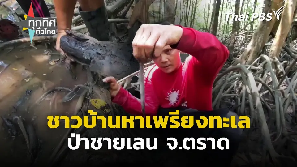 ชาวบ้านหาเพรียงทะเล ป่าชายเลน จ.ตราด