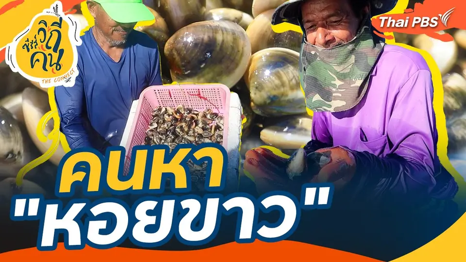 คนหา "หอยขาว"