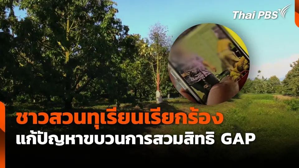 ชาวสวนทุเรียน เรียกร้องแก้ปัญหาขบวนการสวมสิทธิ GAP