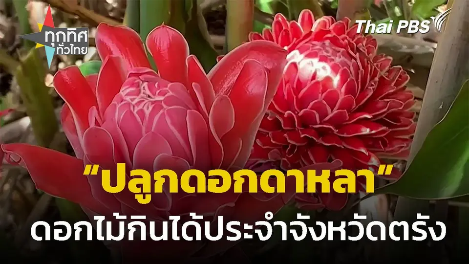 ส่งเสริม "ปลูกดอกดาหลา" ดอกไม้กินได้ จ.ตรัง