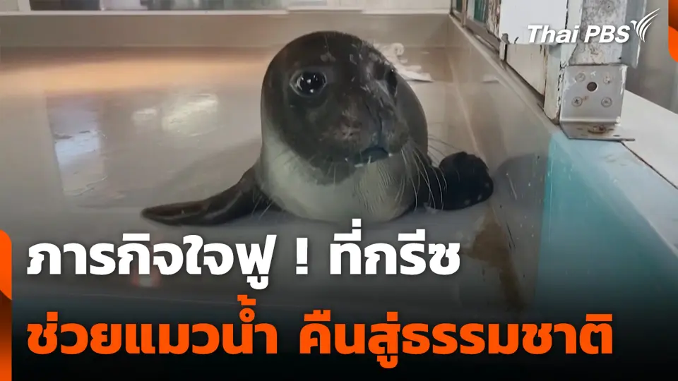 ภารกิจใจฟู ! ที่กรีซ ช่วยแมวน้ำ คืนสู่ธรรมชาติ