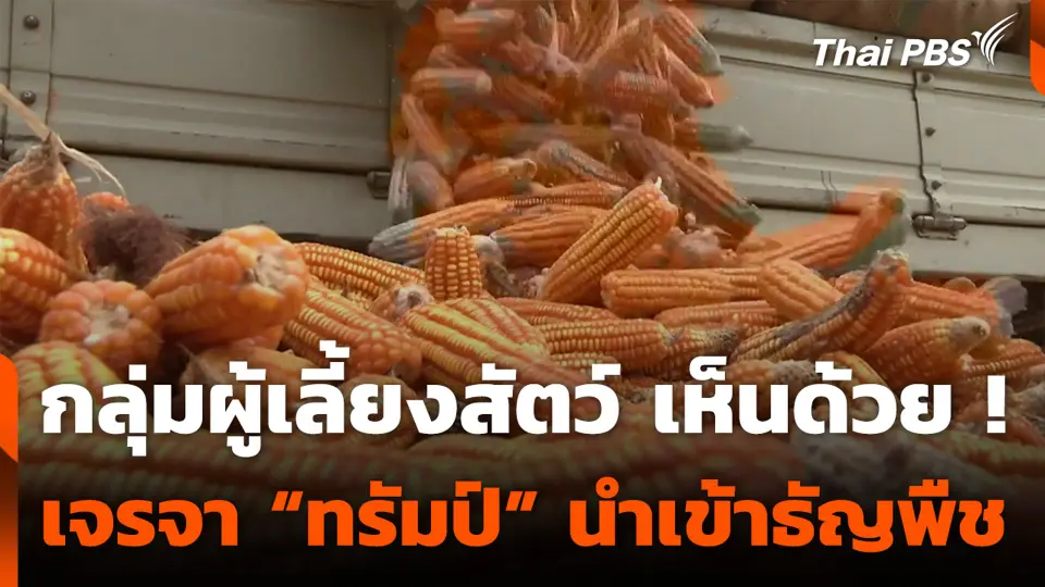 กลุ่มผู้เลี้ยงสัตว์ เห็นด้วย ! เจรจา “ทรัมป์” นำเข้าธัญพืช