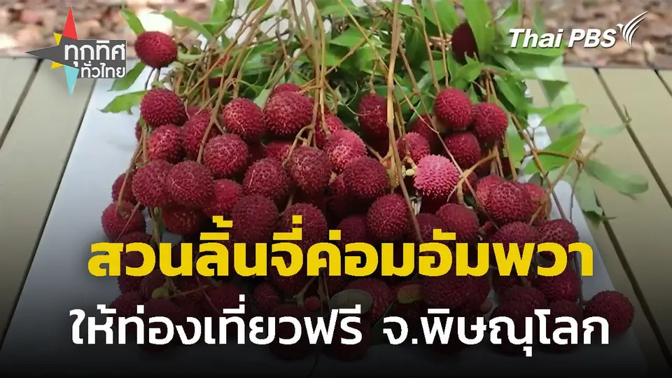 เปิดสวนลิ้นจี่ค่อม ให้ท่องเที่ยวฟรี จ.พิษณุโลก