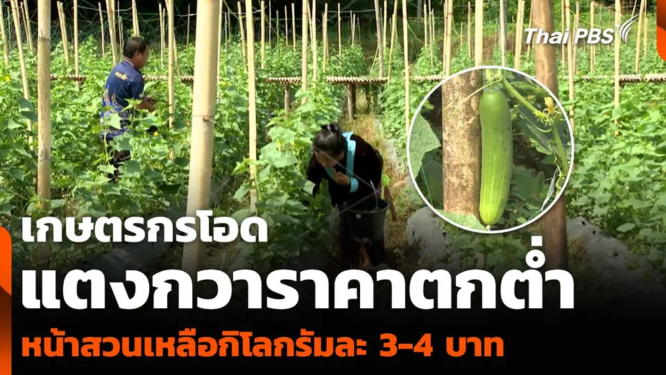 เกษตรกรโอด แตงกวาราคาตกต่ำ หน้าสวนเหลือกิโลกรัมละ 3-4 บาท