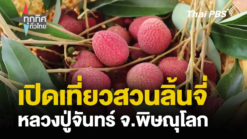 เปิดเที่ยวสวนลิ้นจี่ หลวงปู่จันทร์ จ.พิษณุโลก