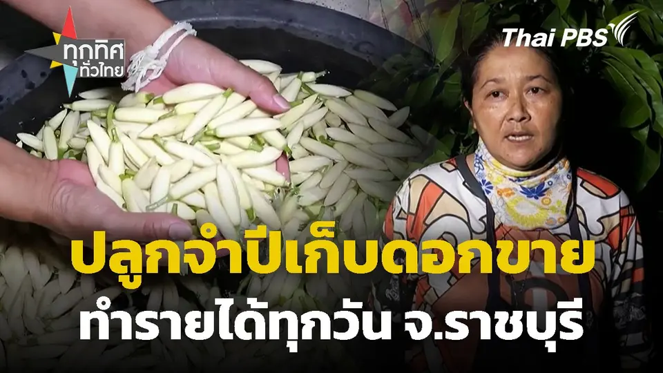 ปลูกจำปีเก็บดอกขายทำรายได้ทุกวัน จ.ราชบุรี