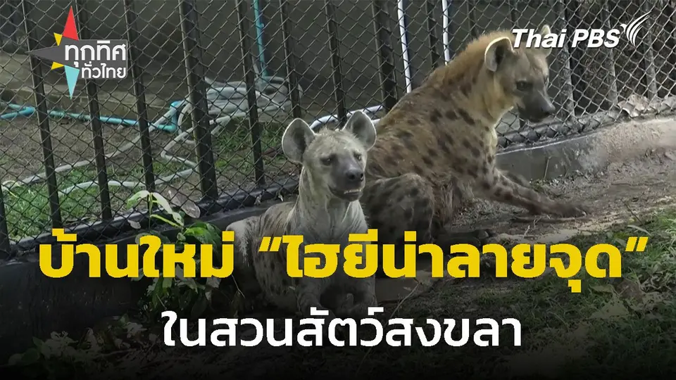 สวนสัตว์สงขลาเปิดบ้านใหม่ให้ "ไฮยีน่าลายจุด"