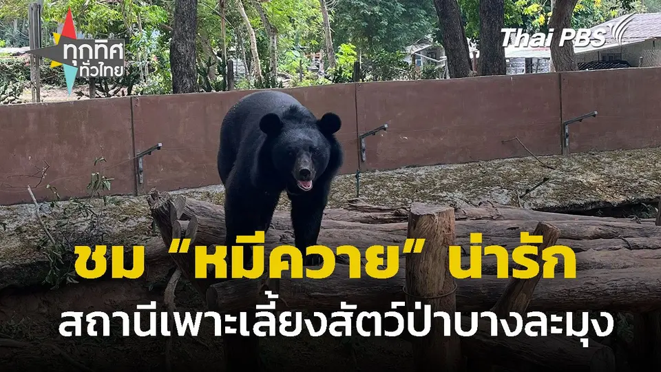 ชมหมีควาย สถานีเพาะเลี้ยงสัตว์ป่าบางละมุง จ.ชลบุรี