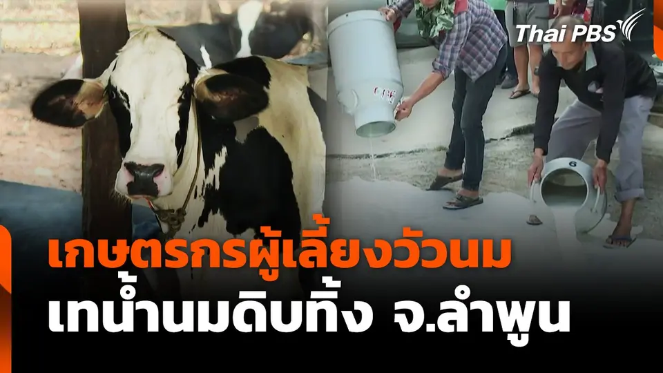เกษตรกรผู้เลี้ยงวัวนม เทน้ำนมดิบทิ้ง จ.ลำพูน