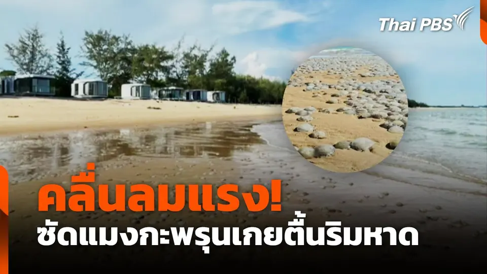 คลื่นลมแรง! ซัดแมงกะพรุนเกยตื้นริมหาด
