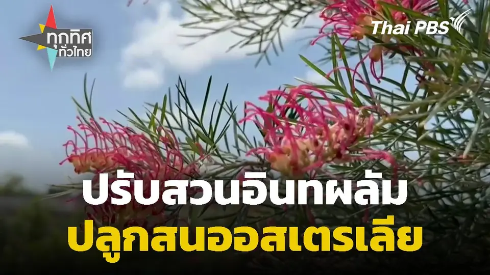 ปรับสวนอินทผลัมปลูกสนออสเตรเลีย จ.อ่างทอง