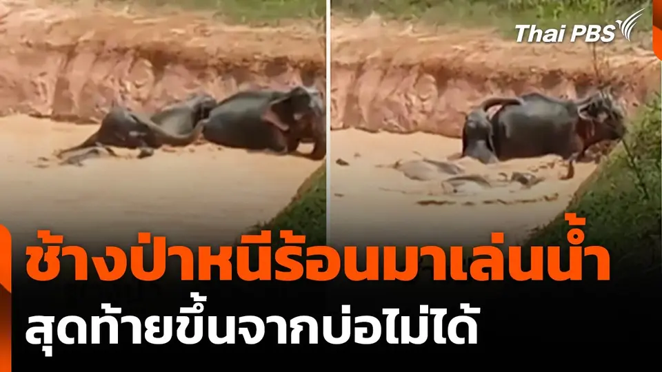 ช้างป่าหนีร้อนมาเล่นน้ำบ่อชาวบ้าน แต่ขึ้นไม่ได้