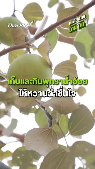 เก็บและกินพุทราน้ำอ้อยให้หวานฉ่ำชื่นใจ