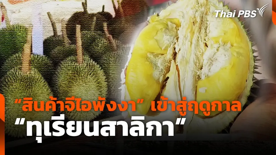 “สินค้าจีไอพังงา” เข้าสู่ฤดูกาล "ทุเรียนสาลิกา"