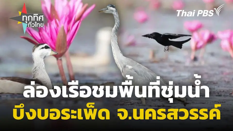 ล่องเรือชมพื้นที่ชุ่มน้ำบึงบอระเพ็ด จ.นครสวรรค์
