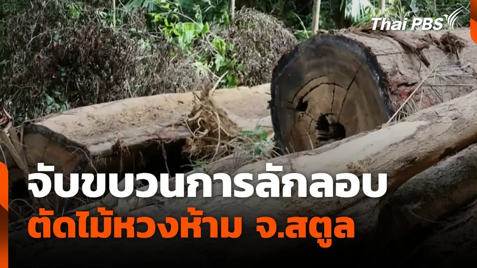 จับขบวนการลักลอบตัดไม้หวงห้าม จ.สตูล