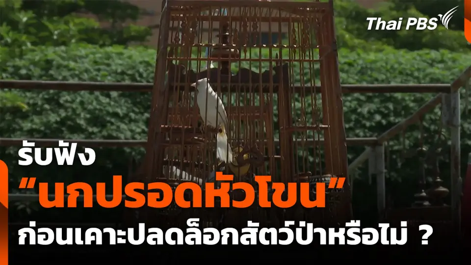 รับฟัง “นกปรอดหัวโขน” ก่อนเคาะปลดล็อกสัตว์ป่าหรือไม่ ?