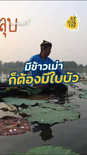 มีข้าวเม่า ก็ต้องมีใบบัว