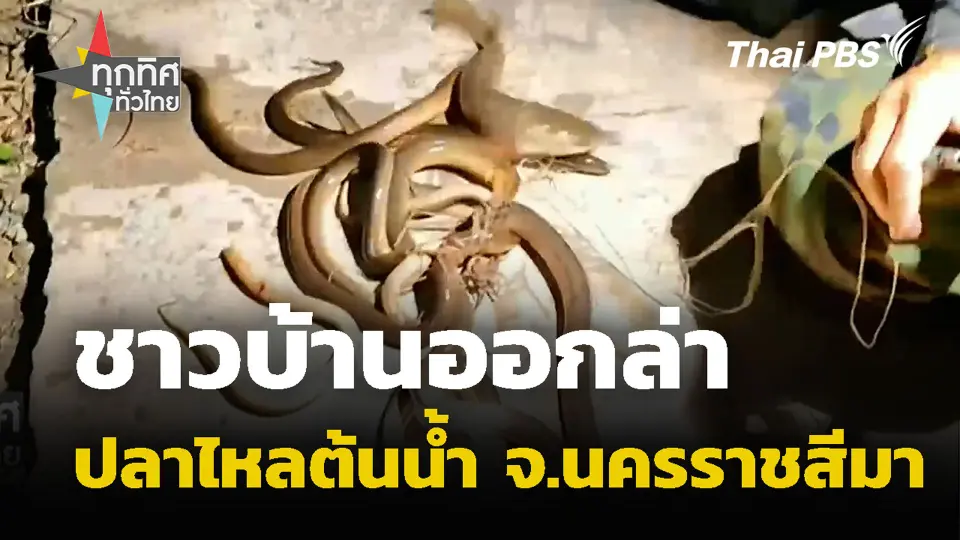 ชาวบ้านออกล่าปลาไหลต้นน้ำ จ.นครราชสีมา