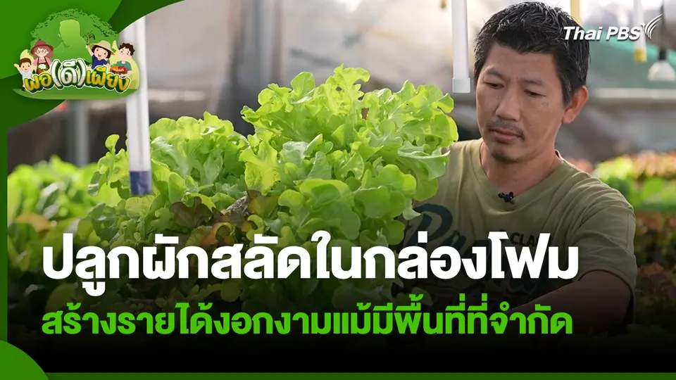 พอดีพอเพียง : ปลูกผักสลัดในกล่องโฟม สร้างรายได้งอกงามแม้มีพื้นที่ที่จำกัด