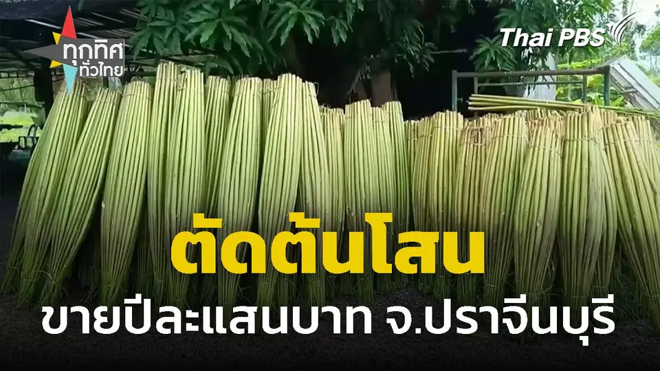 ตัดต้นโสน ขายปีละแสนบาท จ.ปราจีนบุรี