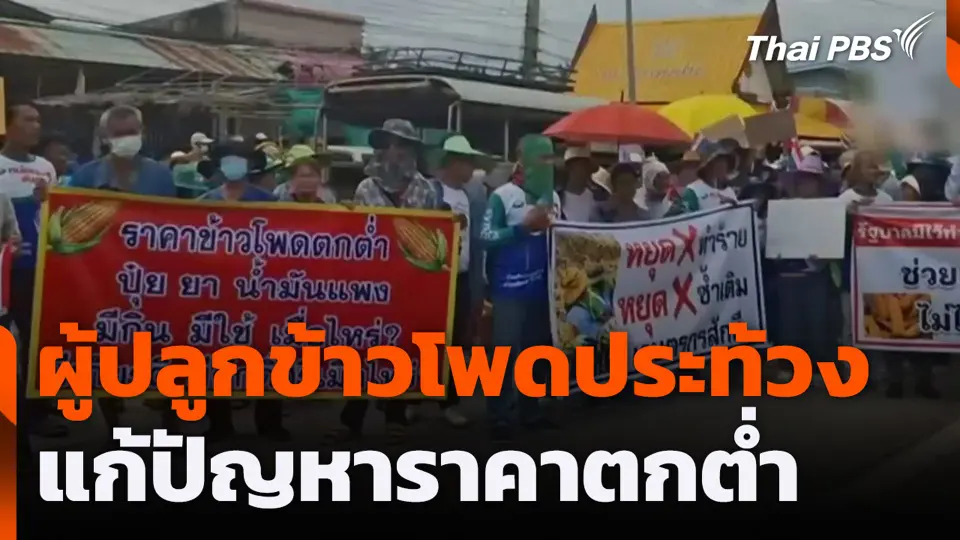 ผู้ปลูกข้าวโพดประท้วงแก้ปัญหาราคาตกต่ำ