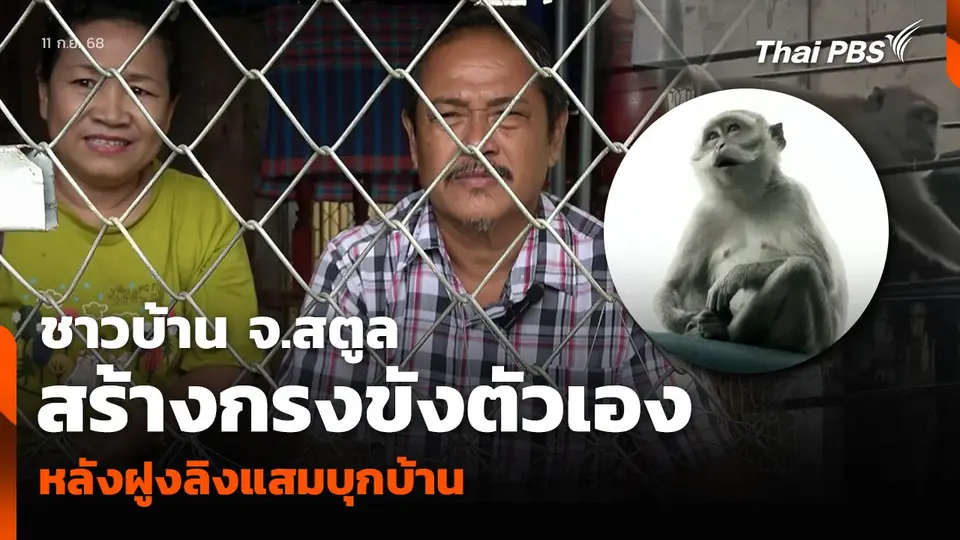 ชาวบ้าน จ.สตูล สร้างกรงขังตัวเอง หลังฝูงลิงแสมบุกบ้าน