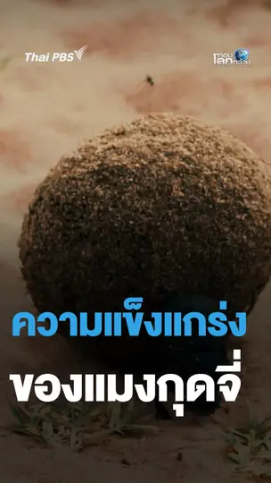 ความแข็งแกร่ง ของด้วงมูลสัตว์  | ท่องโลกกว้าง