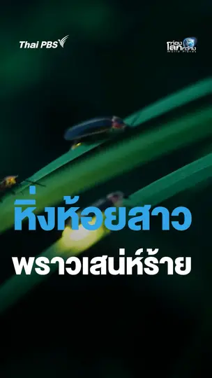 หิ่งห้อยสาว พราวสเน่ห์ร้าย | ท่องโลกกว้าง