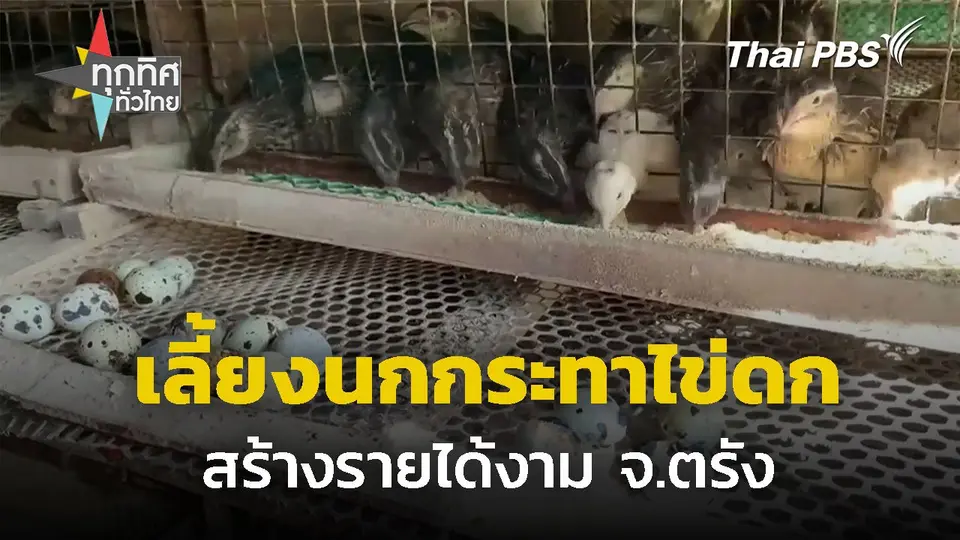 เลี้ยงนกกระทาอารมณ์ดี รายได้งาม จ.ตรัง