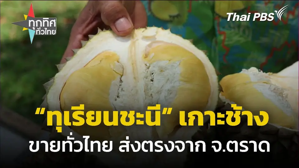 ฤดูกาลตัด "ทุเรียนชะนี" เกาะช้าง ส่งขายทั่วไทย