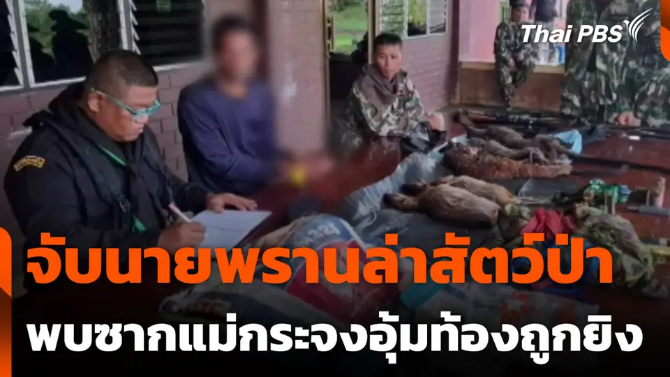 จับนายพรานล่าสัตว์ป่า พบซากแม่กระจงอุ้มท้องถูกยิง