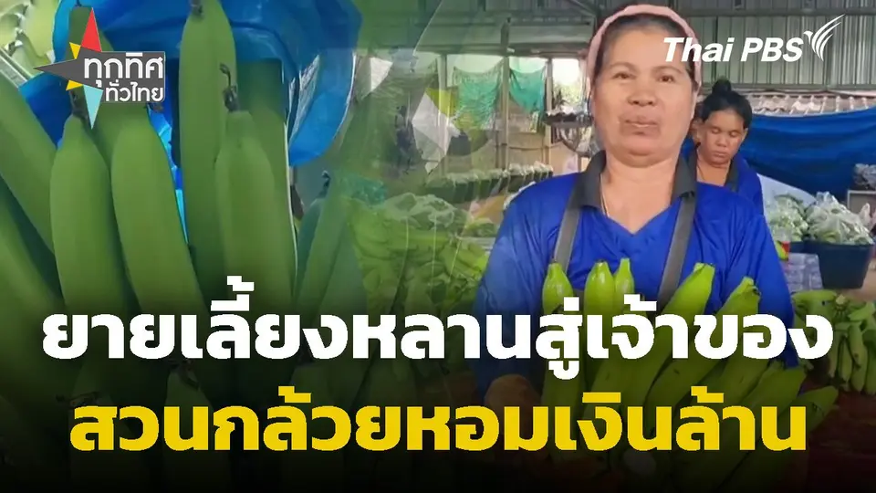 ยายเลี้ยงหลานสู่เจ้าของสวนกล้วยหอมเงินล้าน จ.นครราชสีมา