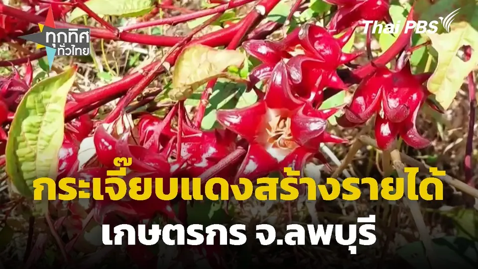 กระเจี๊ยบแดงสร้างรายได้เกษตรกร จ.ลพบุรี