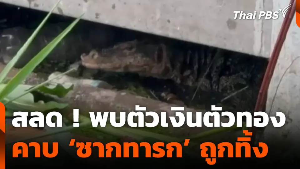 สลด ! พบตัวเงินตัวทอง คาบ ‘ซากทารก’ ถูกทิ้ง