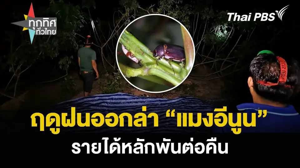 ฤดูฝนออกล่า “แมงอีนูน” รายได้หลักพันต่อคืน