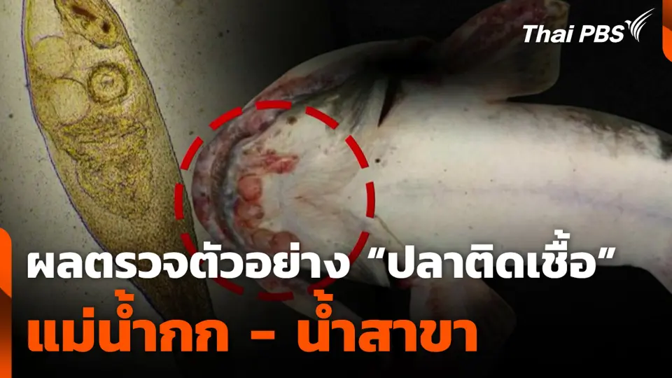 ผลตรวจตัวอย่าง "ปลาติดเชื้อ" แม่น้ำกก-แม่น้ำสาขา