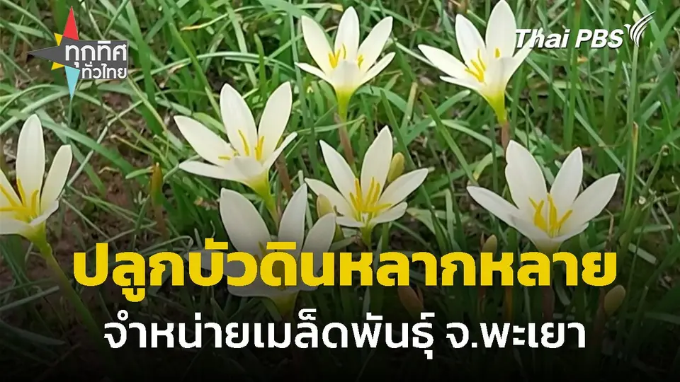 ครูปลูกบัวดินจำหน่ายเมล็ดพันธุ์ จ.พะเยา