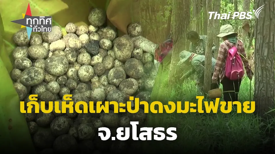 เก็บเห็ดเผาะป่าดงมะไฟขาย จ.ยโสธร